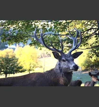 De Montagne Au Pied Du Champ Du Feu アパート
